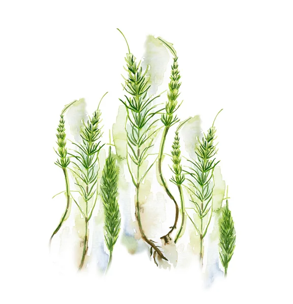 Field horsetail — Stock Photo, Image