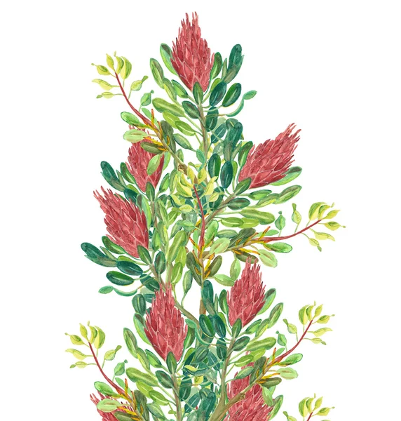 Protea sugarbush — Zdjęcie stockowe