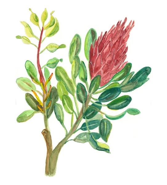 Protea sugarbush — Zdjęcie stockowe