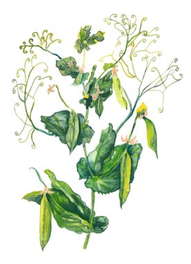 bezelye seamless modeli