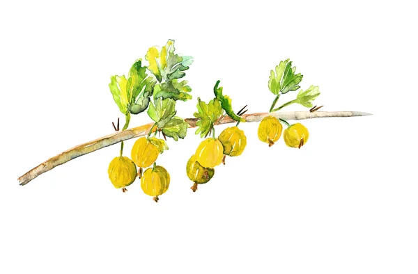 Gooseberries — Stock Photo, Image