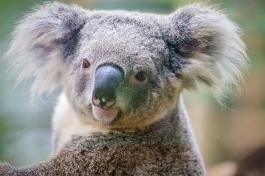 Avustralya koala ayısı