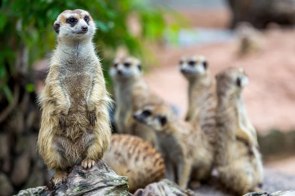 Meerkats — Stock Fotó