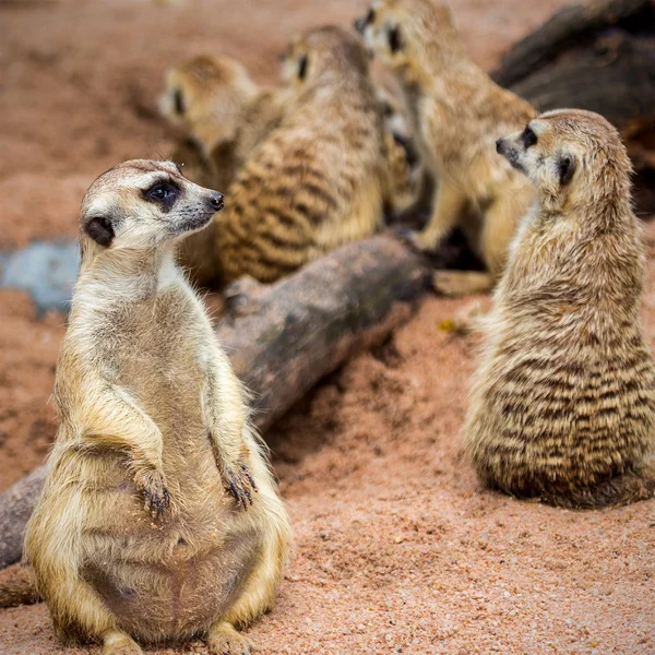 Meerkats — Stock Fotó