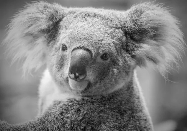 Urso koala australiano, tom preto e branco — Fotografia de Stock