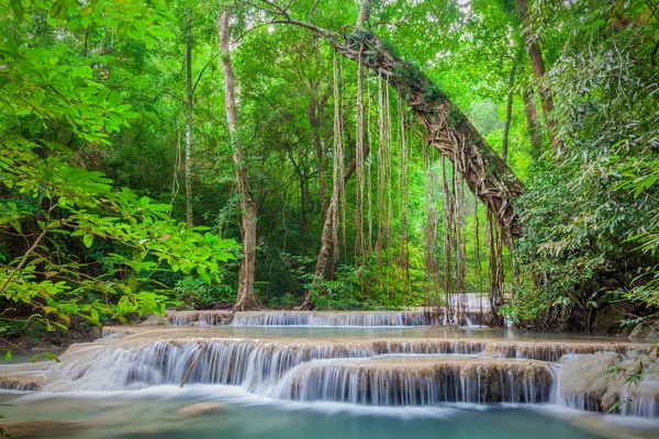 Paisagem tropical da floresta tropical — Fotografia de Stock