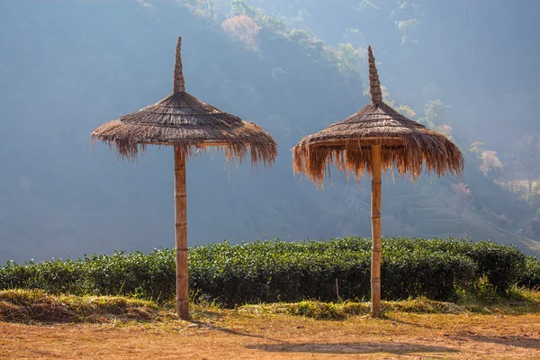 Paraguas de hierba en plantación de té —  Fotos de Stock