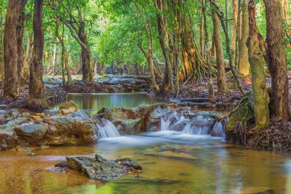 Skogen. djungel tropiska regnskogen fotografering. — Stockfoto