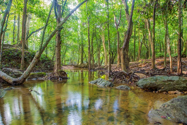 Forest. Jungle tropique forêt tropicale photographie . — Photo