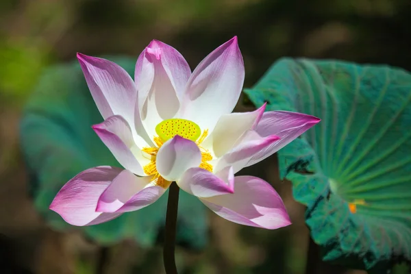 Lotus flower — Stock Photo, Image