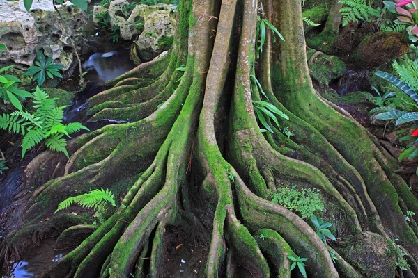 Raiz da árvore. As raízes da árvore foram por um longo tempo. — Fotografia de Stock