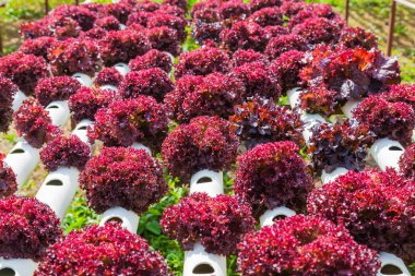 Hydroponic çiftlik