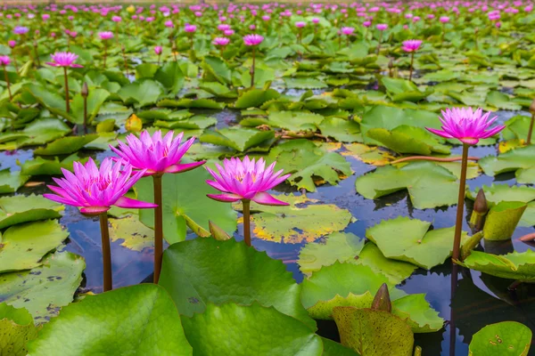 Beauty pink lotus flower — Stock Photo, Image