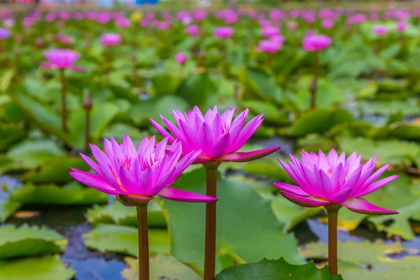 Beauty pink lotus flower — Stock Photo, Image