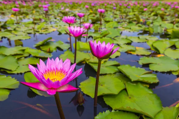 Beauty pink lotus flower — Stock Photo, Image