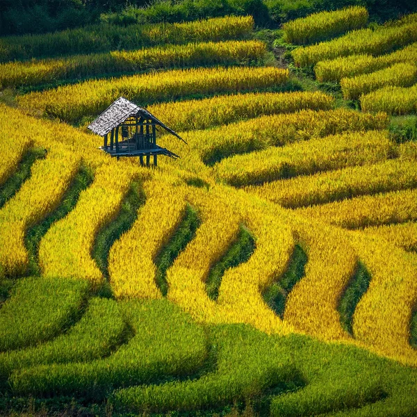 Terrain de riz mitoyen à Chiangmai, Thaïlande — Photo