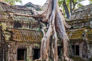 Ta Prohm Kalesi, Angkor Thom