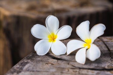 Ahşap üzerine tropikal Frangipani çiçek