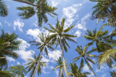 Mavi gökyüzü üzerinde palmiye ağaçları