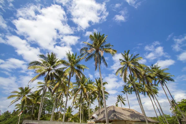 Hotel e palme — Foto Stock