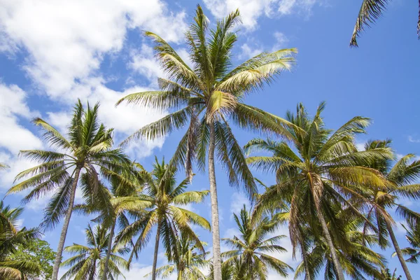Mavi gökyüzü üzerinde palmiye ağaçları — Stok fotoğraf
