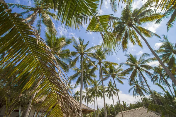 Palme sopra il cielo blu — Foto Stock