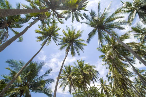 Mavi gökyüzü üzerinde palmiye ağaçları — Stok fotoğraf