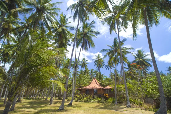 Casa y palmeras — Foto de Stock