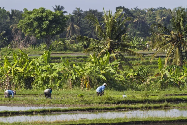 Farmers gathering rice — Stock Photo, Image