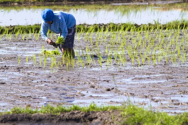 Boer verzamelen rijst — Stockfoto