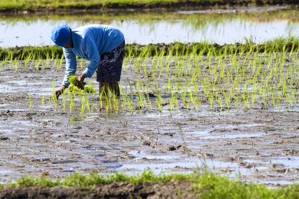 Riisiä keräävä viljelijä — kuvapankkivalokuva