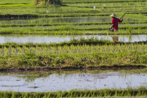 Riisipellon viljelijä — kuvapankkivalokuva