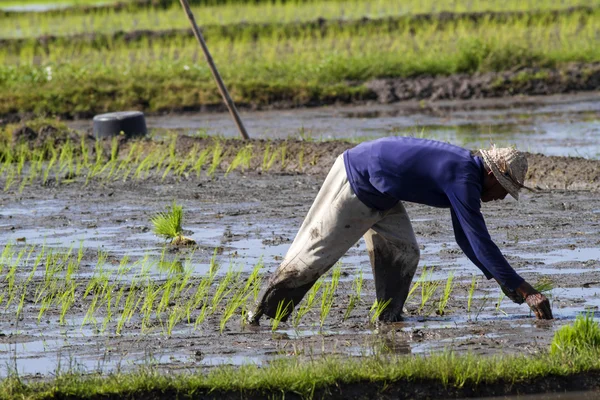 Agricultor que recolhe arroz — Fotografia de Stock