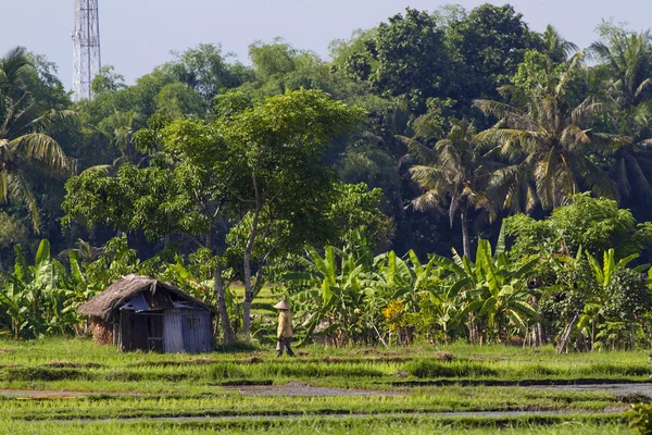 Pirinç tarlasında çiftçi — Stok fotoğraf