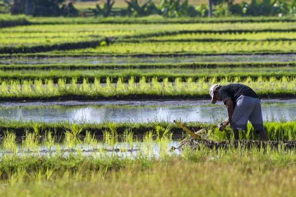 Farmer gathering rice — Stock Photo, Image