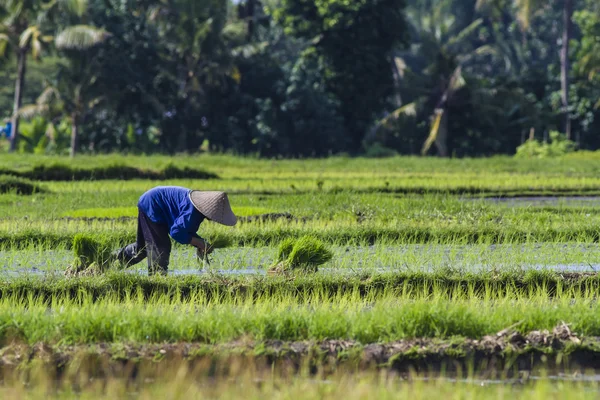 Farmer gathering rice — Stock Photo, Image