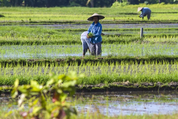 Farmers gathering rice — Stock Photo, Image