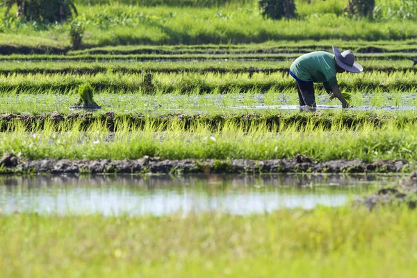 Farmer gathering rice — Stock Photo, Image