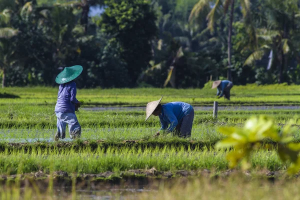 Boeren verzamelen rijst — Stockfoto