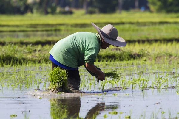 Farmer gathering rice — Stock Photo, Image