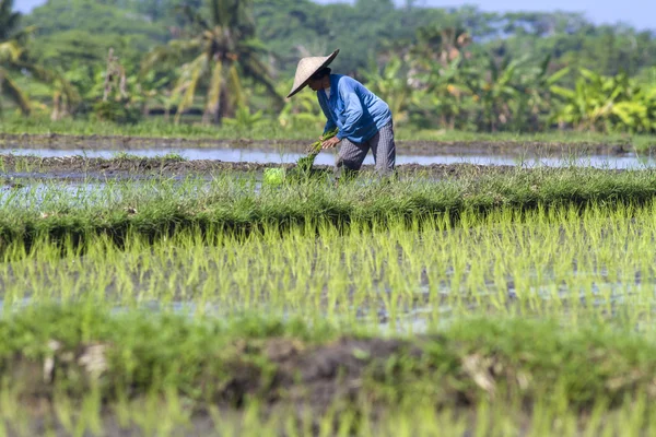 Agricultor recolectando arroz —  Fotos de Stock
