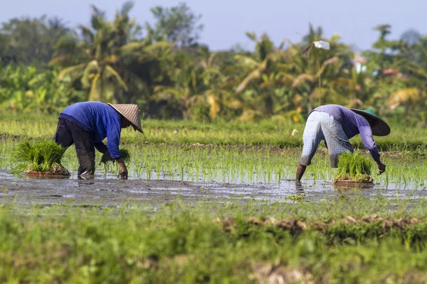 Zemědělci shromažďování rýže — Stock fotografie