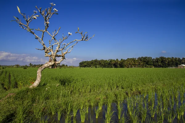 Rice seedlings and tree — Stock Photo, Image
