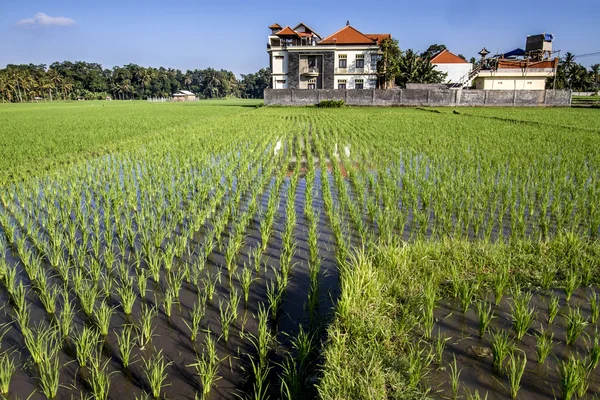 Rice seedlings — Stock Photo, Image