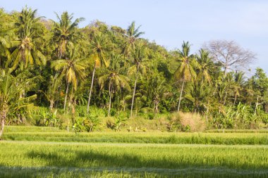 avuç içi ile peyzaj