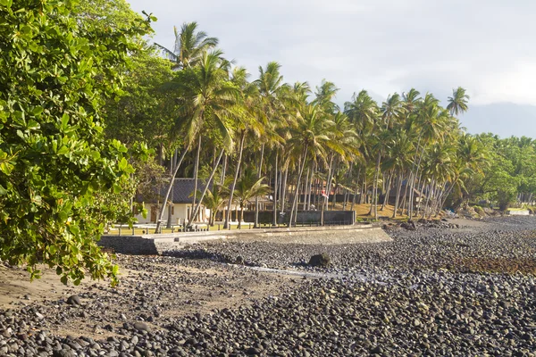 Landschap met palmen — Stockfoto