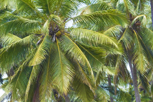 Palm trees — Stock Photo, Image