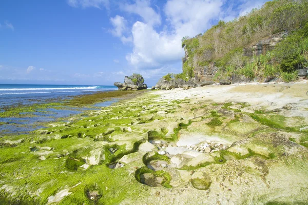 Litorale tropicale — Foto Stock