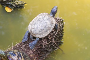 vahşi kaplumbağalar