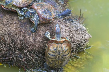 vahşi kaplumbağalar